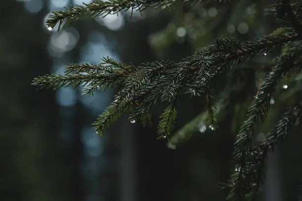 Photo of Background Pine Tree Close Up Raindrop