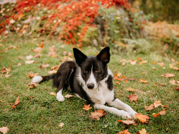 istock Adorable dog outdoors in autumn nature 1277793315