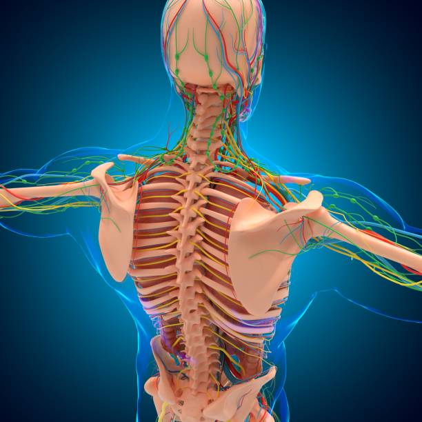 istock Human Anatomy For medical concept 3D 1277793497