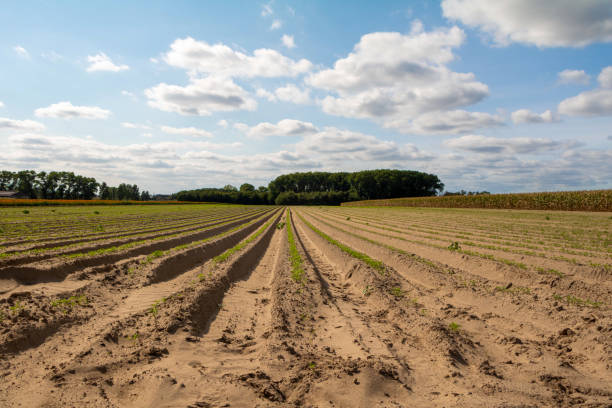 istock Carrot field on a summer day 1277793569