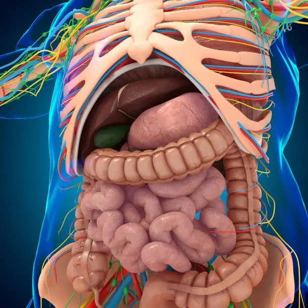 Photo of Human Anatomy For medical concept 3D