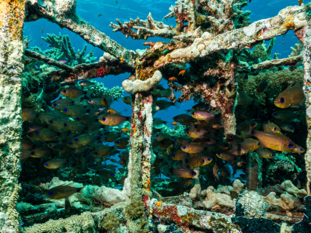 istock An artificial reef teeming with fish. Picture from Egypt, the Red Sea 1277794234