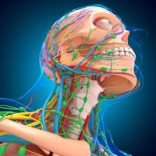 Photo of Human Anatomy For medical concept 3D