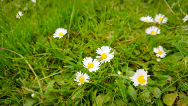 spring glade with beautiful flowers of chamomile , other names also matricaria or german chamomile. - chamomile plant german chamomile summer green imagens e fotografias de stock