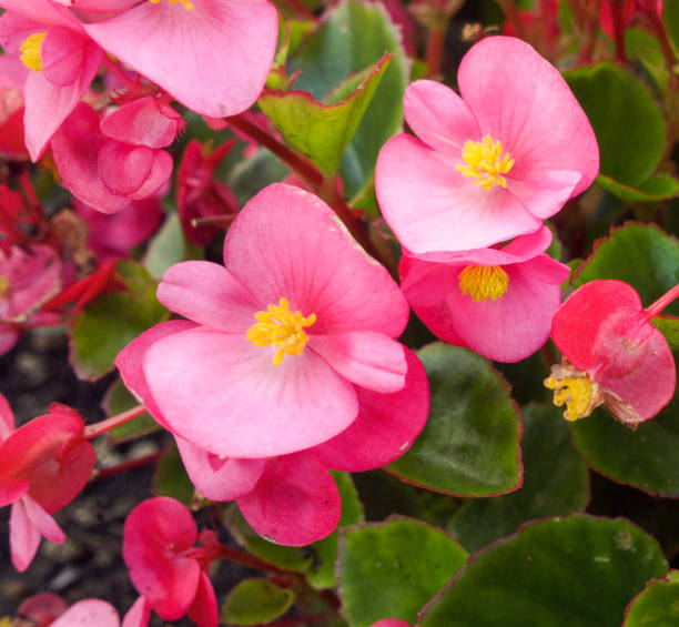 istock Pink begonia close up. 1277794508
