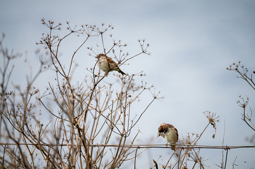House sparrows on a fence and on dried Hogweed in late summer at Hunstanton cliff top.