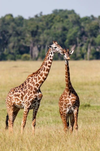 istock Giraffe walking in the Masai Mara National Park 1277800608