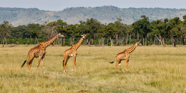 istock Giraffe walking in the Masai Mara National Park 1277800626