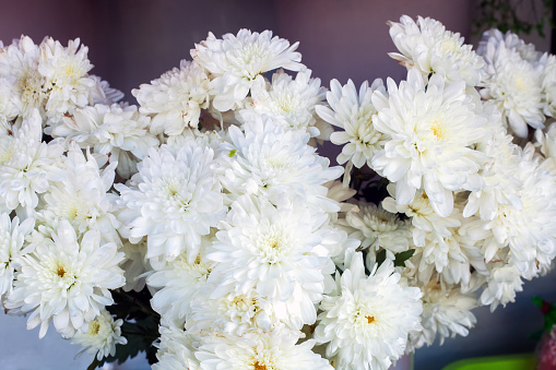 Bouquet of white chrysanths flowers. Romantic floral arrangement with chrysanthemums