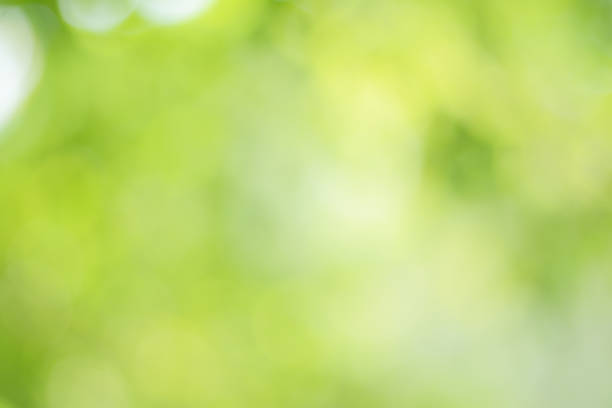 istock Spring bokeh nature abstract background Green leaves blurred, beautiful in the spring or summer, 1277804941