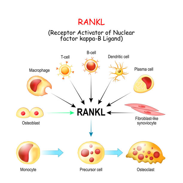 rankl, 및 골막의 활성화 - macrophage human immune system cell biology stock illustrations