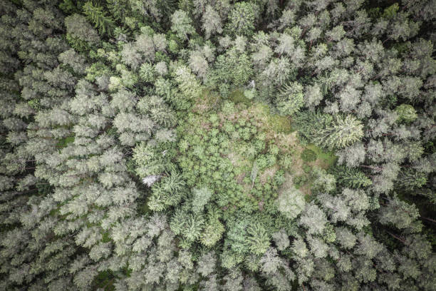 istock Top down aerial image of clearing in green pine forest, toned image 1277808474