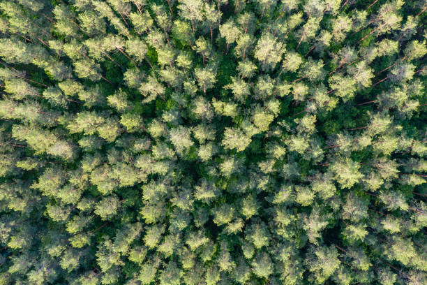 istock Top down aerial view of pine forest 1277808547