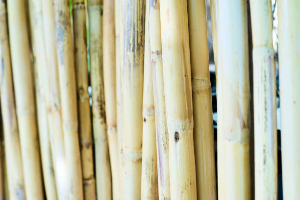 istock nature: detail of reeds. yellow texture 1277809679
