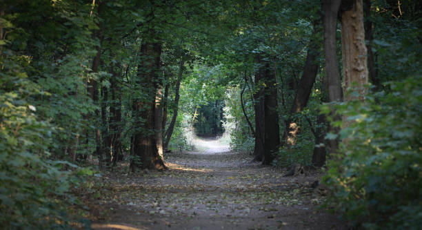 istock autumn tree lane in the park 1277813390