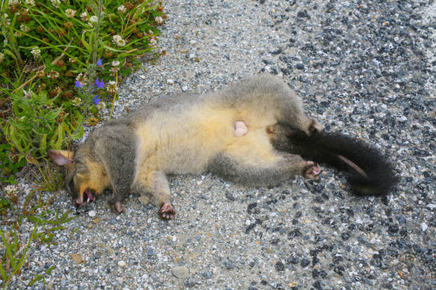 A dead possum lying on the side of the road. South Island, New Zealand. A dead possum lying on the side of the road. South Island, New Zealand. possum nz stock pictures, royalty-free photos & images