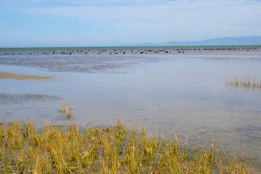 A Flock of Black Swans in Farewell Spit, South Island, New Zealand