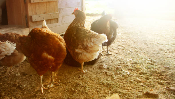 istock Farm hens in yard. Selective focus. natural farming concept 1277816376
