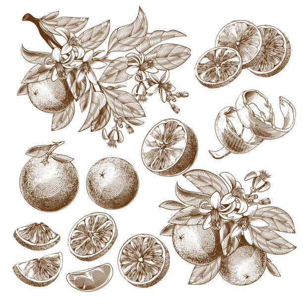 wygrawerowane owoce pomarańczowe z kwiatami, liśćmi i gałęziami - pomarańczowy ilustracje stock illustrations