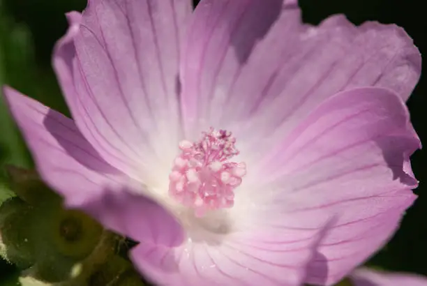 Close-up pink purple white garden tree-mallow's flower head with petals and stamens in meadow in forest in Alps in summer