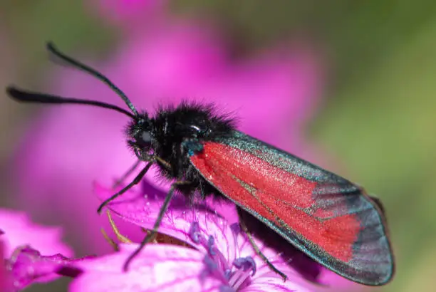 Close-up red black Zygaenidae or smoky moth on wild purple carnation's flower head in meadow in mountains in Alps in summer in Saas-Fee