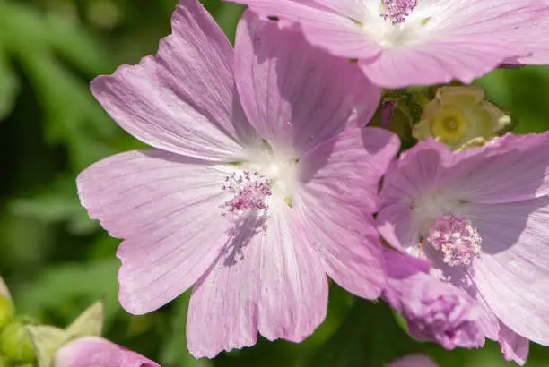 Close-up pink purple white garden tree-mallow's flower head with petals and stamens in meadow in forest in Alps in summer