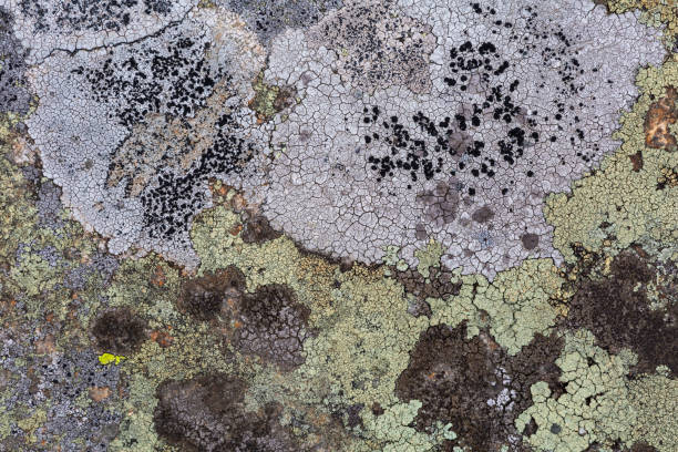 istock Lichen patterns in Mala Fatra national park, Slovakia. 1277822203