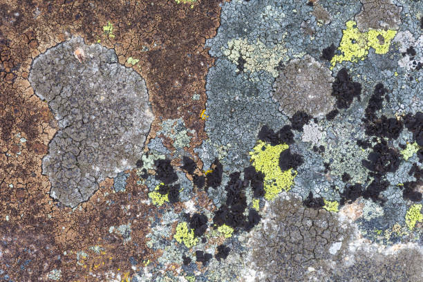 istock Lichen patterns in Mala Fatra national park, Slovakia. 1277822225