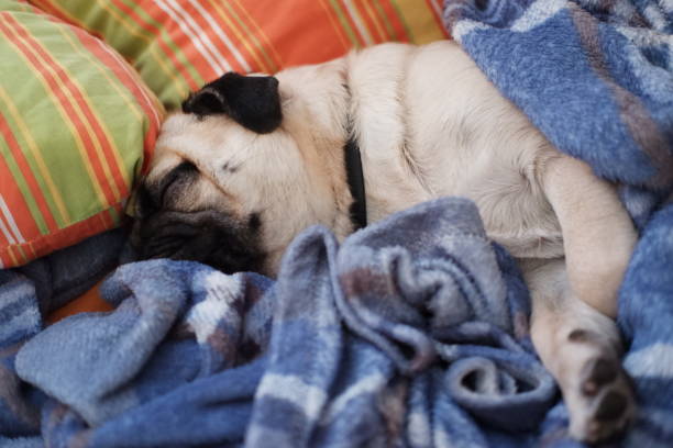 istock Sleepy pug covered in a blue blanked near some orange pillows 1277822279