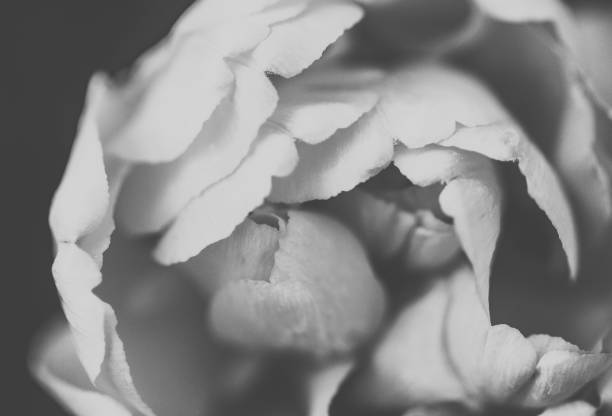istock Spring tulip blooming in the garden 1277822938