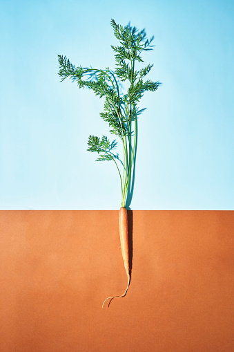 Vegetable Concept Carrots on Colored Vibrant Background