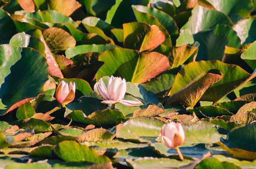 The summer pond is overgrown with leaves and flowers of Nymphaea alba.