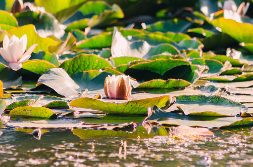 The summer pond is overgrown with leaves and flowers of Nymphaea alba.