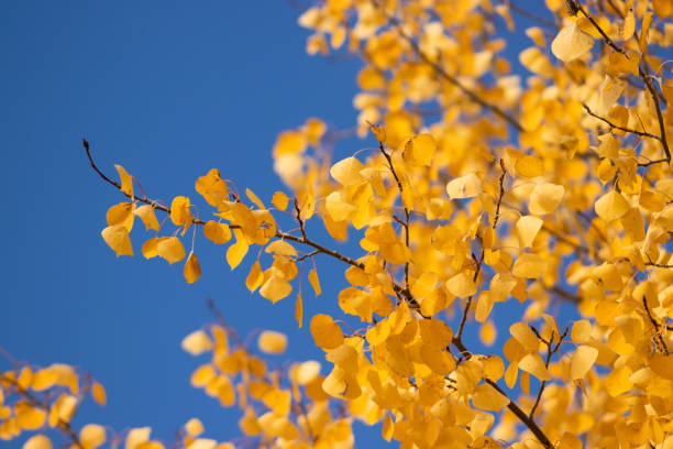 Yellow and gold aspen leaves in fall/autumn, closeup, pictured against a blue sky