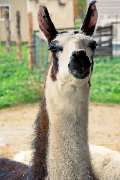 istock Lama of Surprise 1277823377