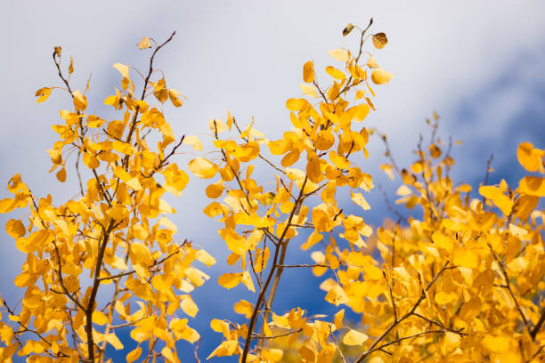 istock Aspen leaves in a cloudy sky 1277823501
