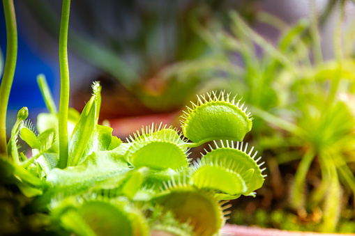 Venus flytrap carnivorous plant. Dionaea Muscipula close-up view