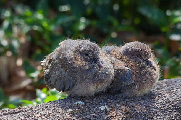 Two young chicks of the Laughing dove (Spilopelia senegalensis) on a branch