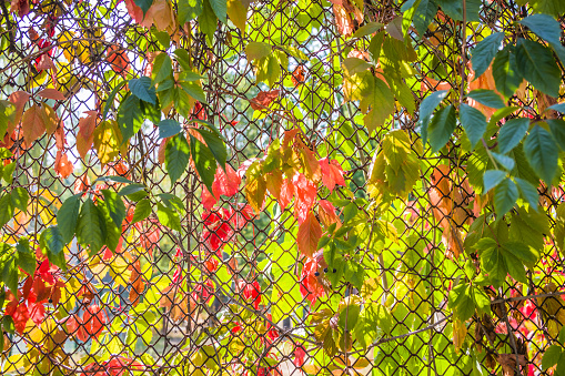 Fence overgrown with autumn leaves decorative wild grapes, ivy. Yellow, green and red leaves of wild grapes on a fence in early autumn