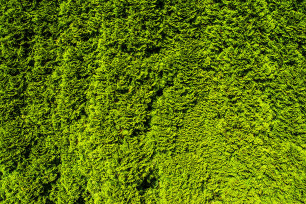 istock Natural Green Leaf Wall Texture for Backdrop. Vertical Fence Design 1277828780