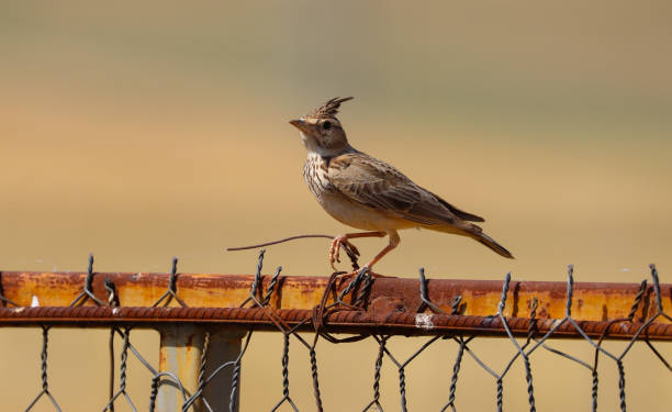 crested lark bird on iron cristata bird in yellow background gallery galerida cristata stock pictures, royalty-free photos & images