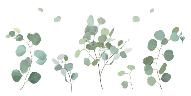 illustrations, cliparts, dessins animés et icônes de ensemble de conception vectorielle de branches d’eucalyptus de dollar d’argent - eucalyptus