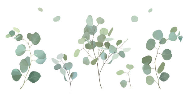 Silver dollar eucalyptus selection branches vector design set Silver dollar eucalyptus selection branches vector design set. Wedding greenery. Mint, blue, green tones. Watercolor style collection. Mediterranean evergreen tree. Isolated and editable eucalyptus tree stock illustrations
