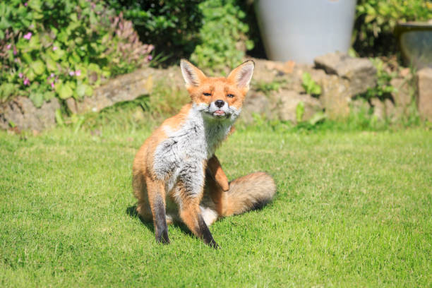 istock Urban fox scratching on garden lawn in daytime 1277829998