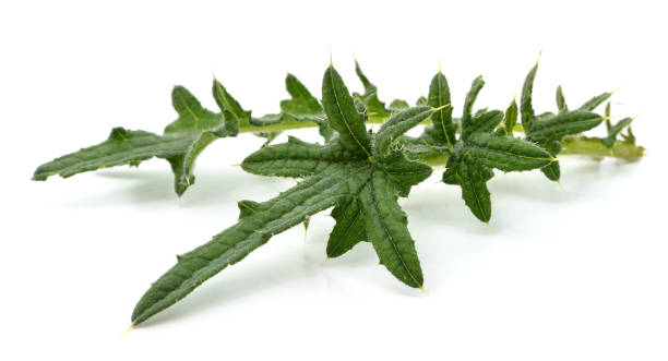 istock Thorny branch of thistle. 1277831103