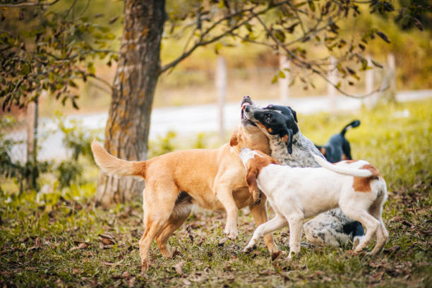istock Stray Dogs are having fun 1277831335