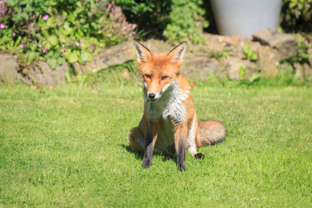 istock Urban fox looking to camera on garden lawn in daytime 1277831384