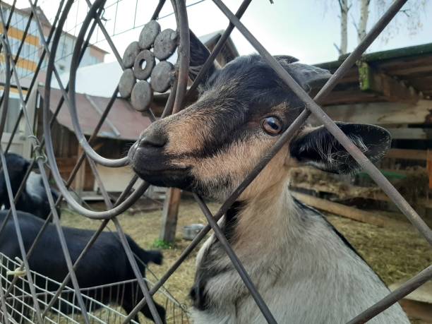istock Goat behind the fence in the yard 1277831557