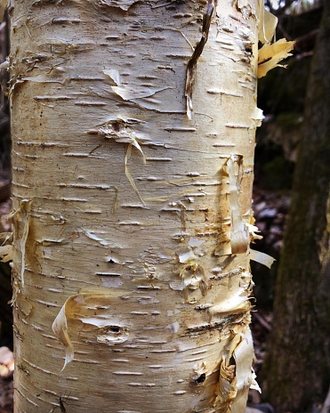 Close-up of peeling yellow birch trunk