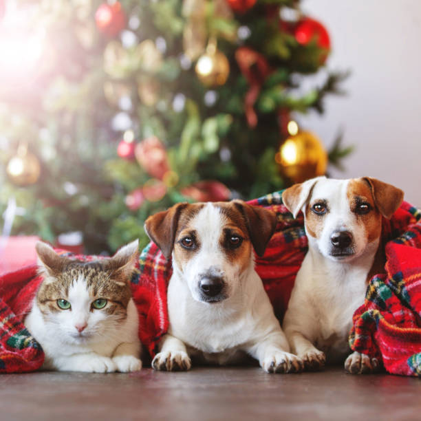 istock Cat and dogs under a christmas tree 1277834561